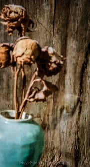 Dead Yellow Roses #6