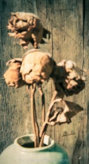 Dead Yellow Roses #14