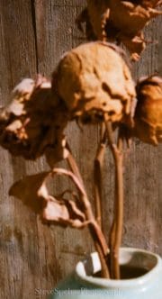 Dead Yellow Roses #12