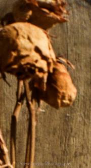 Dead Yellow Roses #16