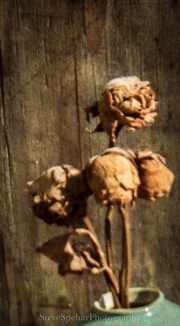 Dead Yellow Roses #1