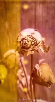 Dead Yellow Roses #13