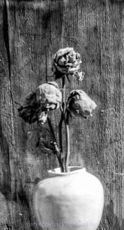 Dead Yellow Roses #5