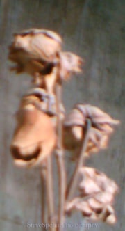 Dead Yellow Roses #3