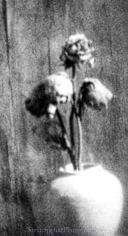 Dead Yellow Roses #11
