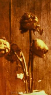 Dead Yellow Roses #4