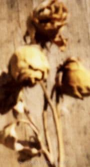 Dead Yellow Roses #7