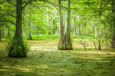 Bayou Country