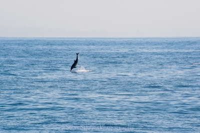 Nose Dive