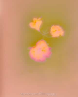 Dream Blossoms