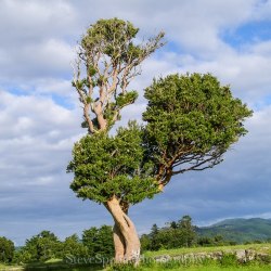 Mystery Tree