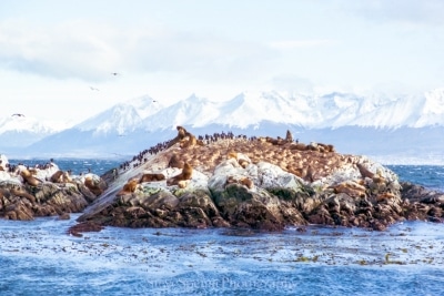 Island of Seals