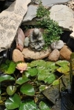 Pond Closeup