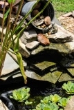 Garden Pond